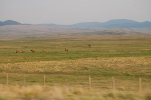7 August 2012 South of Jackson elk herd Pintlar mts